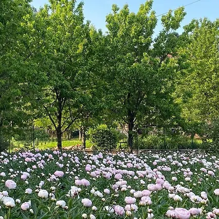 Mi, Opatija Riviera *