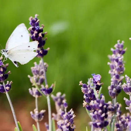 Mi, Opatija Riviera Villa