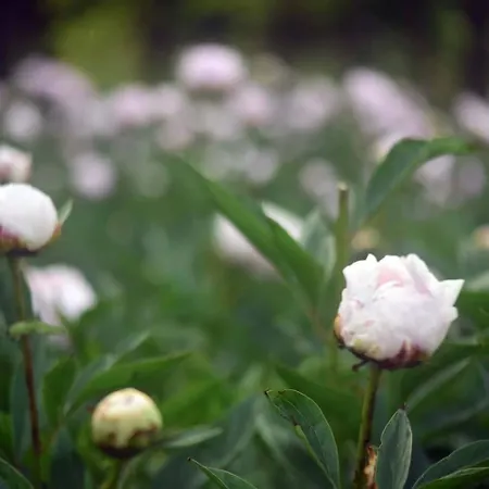 Mi, Opatija Riviera Rukavac (Primorje-Gorski Kotar)